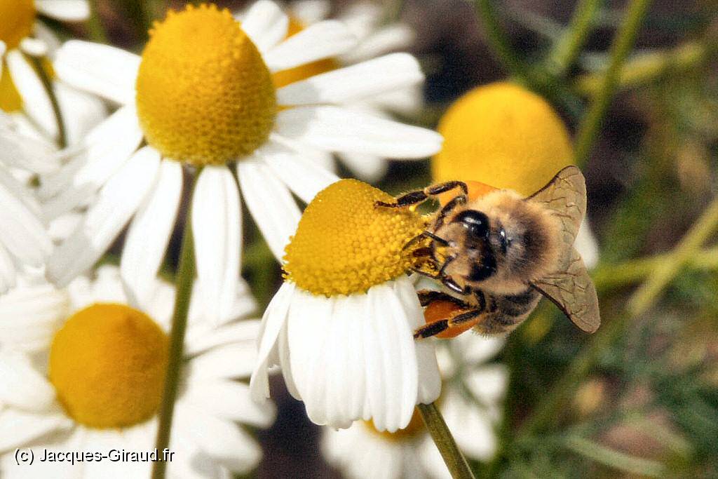 2005-06-04 13-56-11 Mai (x1024).JPG